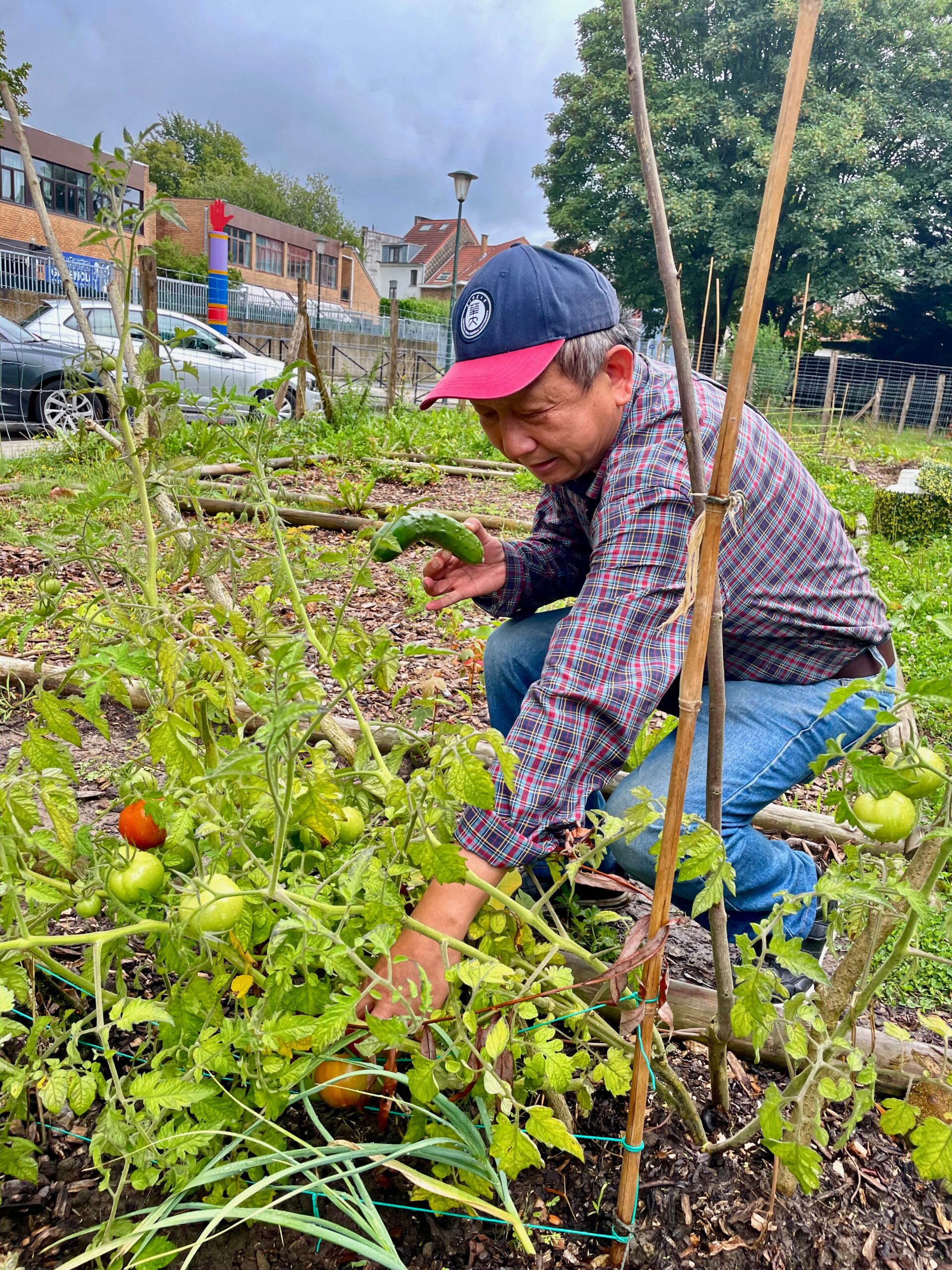 Semis et travaux d'automne au potager