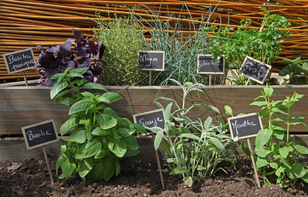 Atelier Cultiver les aromatiques